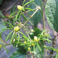 Clematis zeylanica (L.) Poir.